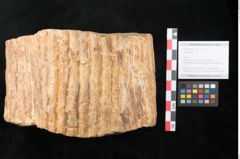 Foto (Objekt + Etikett) von Sigillaria sp. (NHMW-GEO-2024-0188-11102)